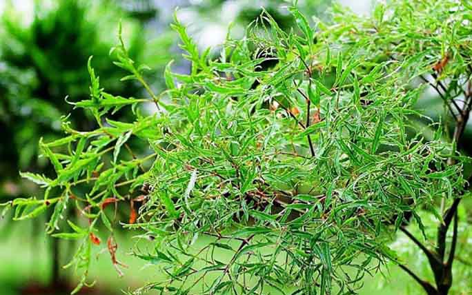 7 bài tập giúp giảm chóng mặt và cải thiện thăng bằng - Ảnh 1.