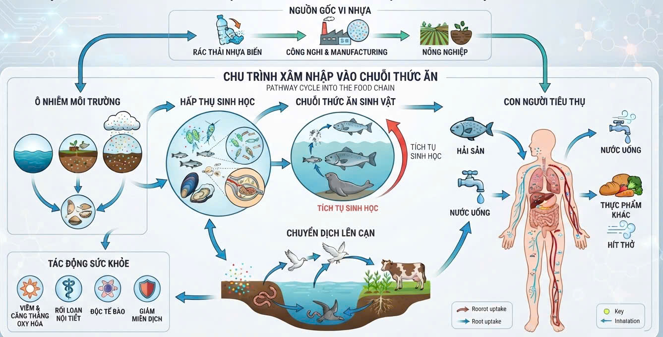 Làm Sao Rác Thải Nhựa Xâm Nhập Vào Cơ Thể và Tác Động Đến Sức Khỏe?