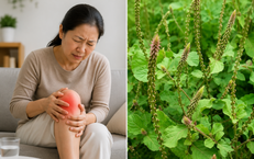 ThS. Lương y Phạm Đức Tuấn: Hành Trình Vươn Tới Danh Hiệu Thầy Thuốc Đông Y Tiêu Biểu