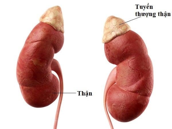 Những Dấu Hiệu Cảnh Báo Sớm Suy Tuyến Thượng Thận Ở Trẻ Em