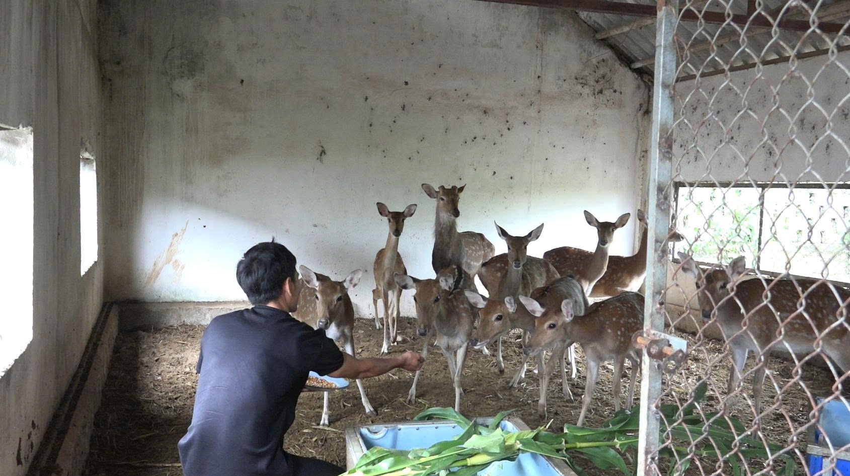Chàng kỹ sư đam mê thuần hóa loài động vật hoang dã có nhung- Ảnh 4.