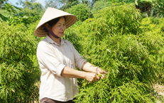 Những Thời Điểm Cần Tránh Uống Trà Xanh Cho Người Trên 50 Tuổi