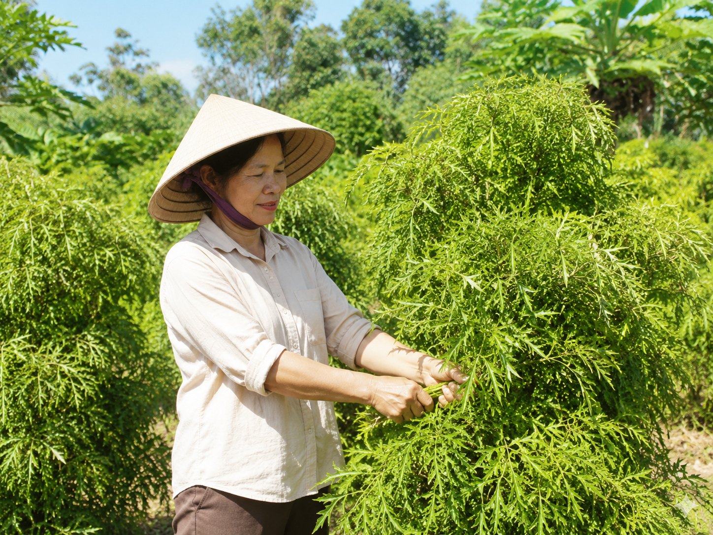 Thời điểm thu hái lá đinh lăng