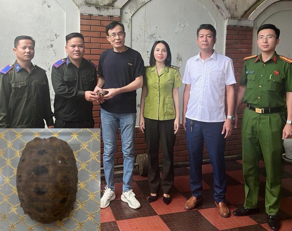 Hành Động Tích Cực Bảo Vệ Rùa Núi Vàng Quý Hiếm