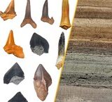 Câu Chuyện Cảm Động Về Một Người Mỹ Nguyện Hiến Tạng Tại Việt Nam