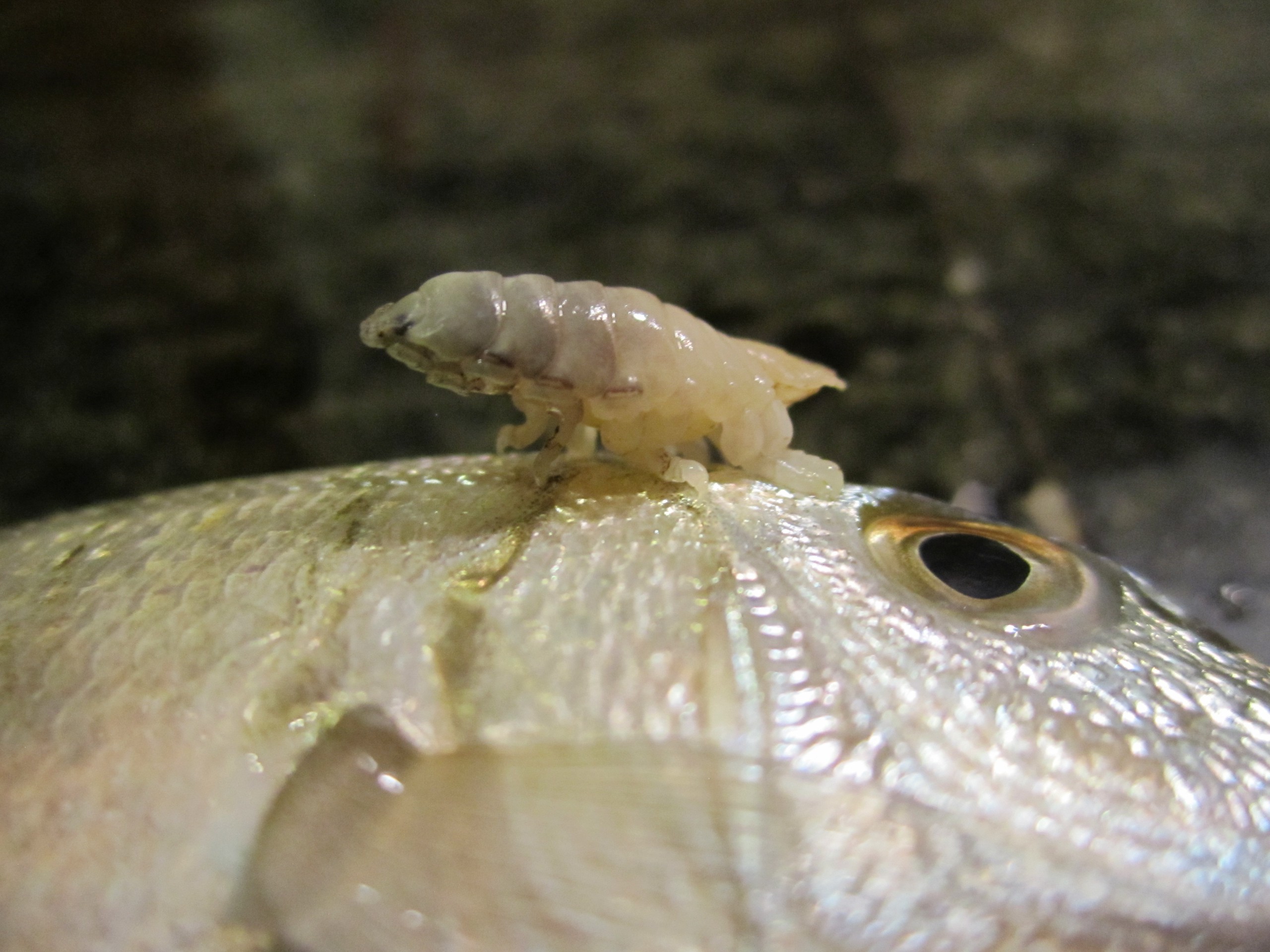 cymothoaexigua-02-1786548189294821578184 Loài ký sinh trùng duy nhất có thể tự biến thành 'chiếc lưỡi' của vật chủ - Ảnh 3.