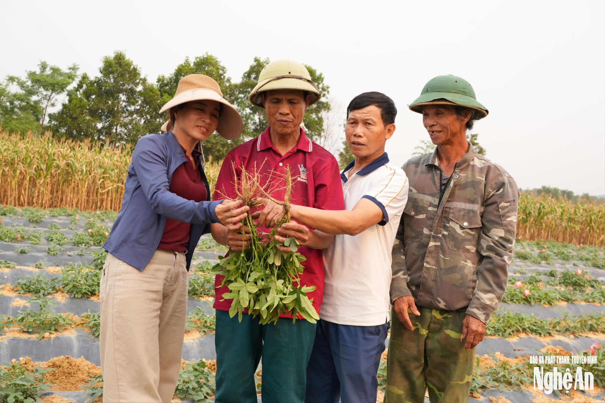 Phát Triển Ngành Dược Liệu Tại Nghệ An: Giải Quyết Thách Thức Để Bền Vững