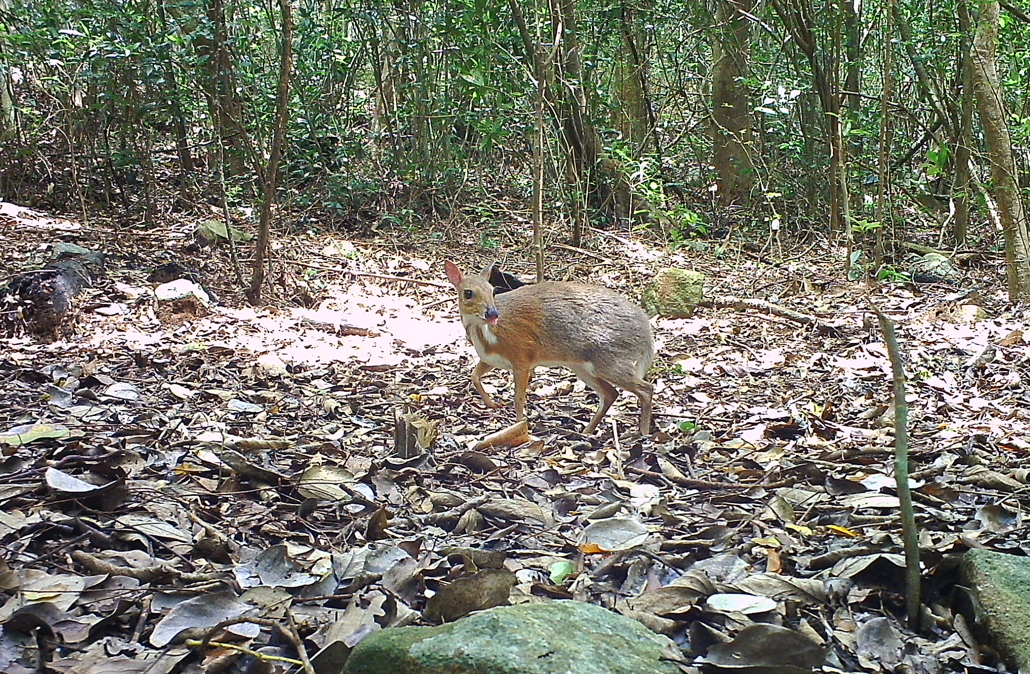 edit-cheo-cheo-lung-bac-co-ten-khoa-hoc-la-silver-backed-chevrotain-duoc-ghi-nhan-xuat-hien-tai-vqg-nui-chua-17861655599321637789463 Khám Phá Thế Giới Động Vật Quý Hiếm Tại Rừng Khánh Hòa- Ảnh 1.