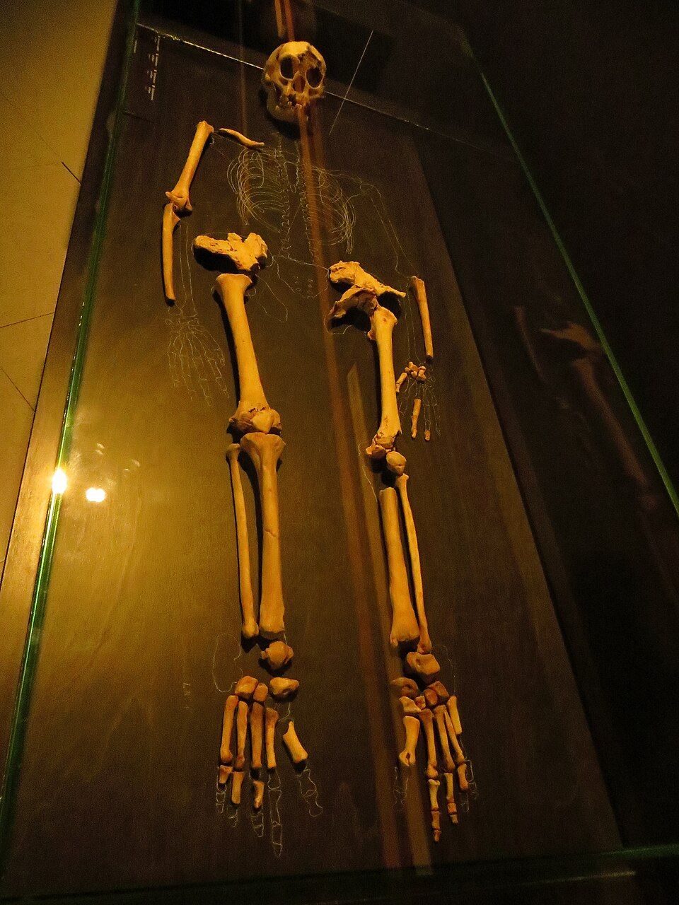 hobbits-walked-like-humans-2-17880847229931353434889 Khám Phá Chủng Người Lùn Cổ - Ảnh 2.