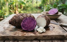 Tại Sao Hệ Tiêu Hóa Quan Trọng Đối Với Sự Phát Triển Toàn Diện Của Trẻ Em