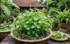 Khám Phá Lợi Ích Từ Sức Mạnh Cơ Đùi Đối Với Sức Khỏe