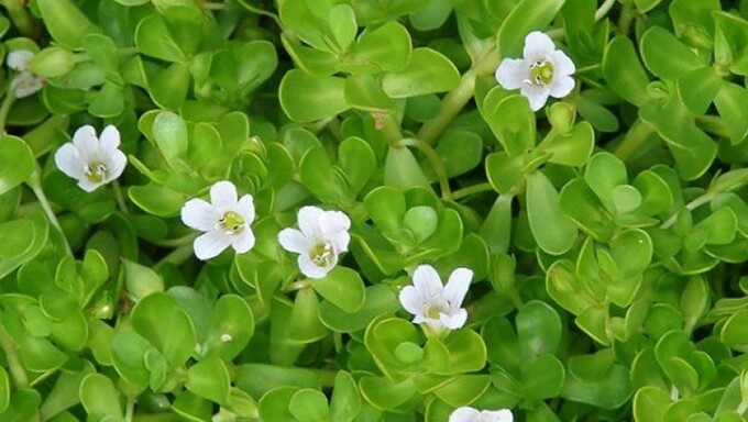 Khám Phá Tác Dụng Của Rau Đắng Biển Đối Với Trí Nhớ