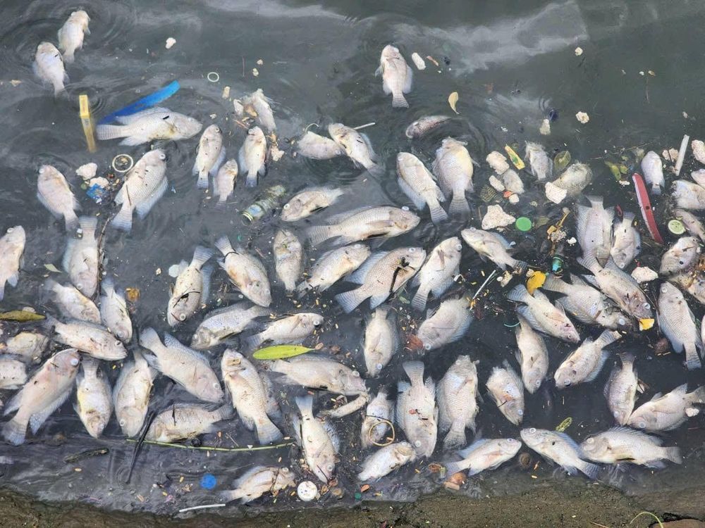 Cá Chết Trắng Hồ Bồng Sơn: Nguyên Nhân và Hành Động Khắc Phục